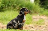 BEAUCERON - PUPPIES 254